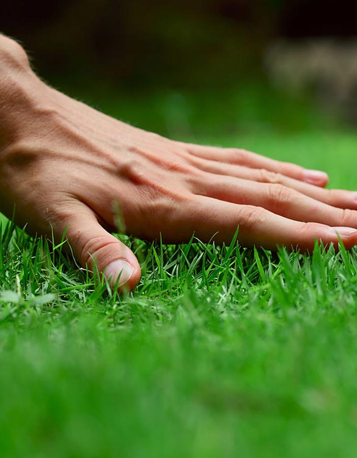 dłoń na trawie z rolki